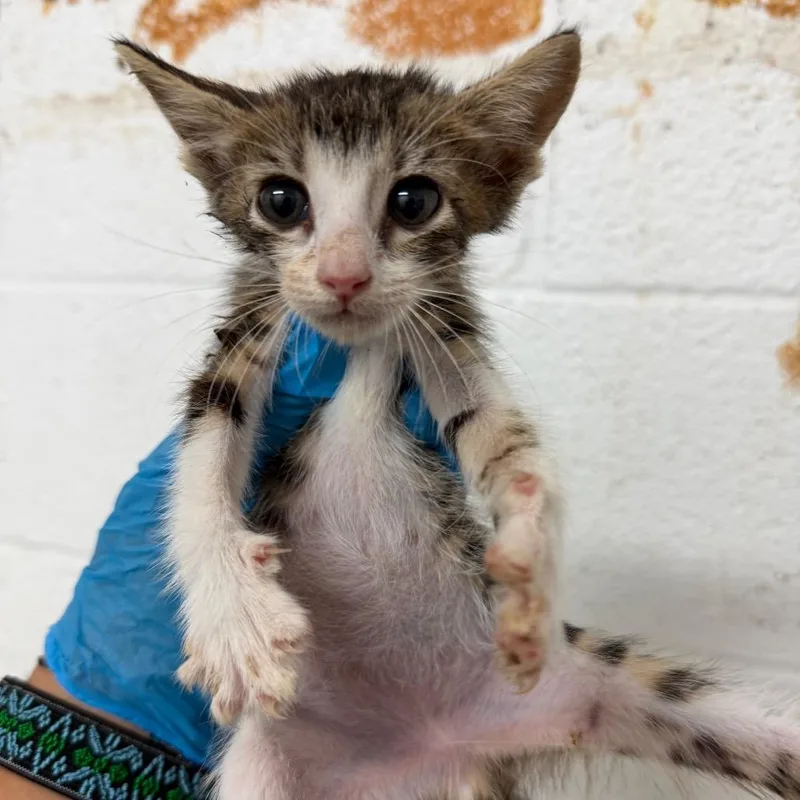 A baby small-sized male Domestic Short Hair cat named Tru for adoption in Edinburg, TX