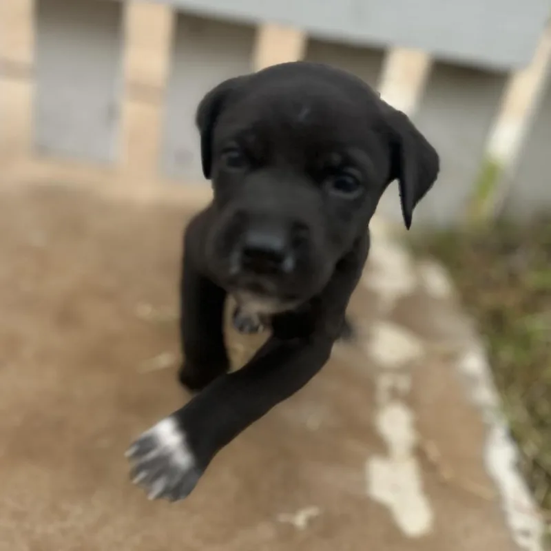 A baby small-sized female Black Labrador Retriever dog named Chloe for adoption in Austin, TX