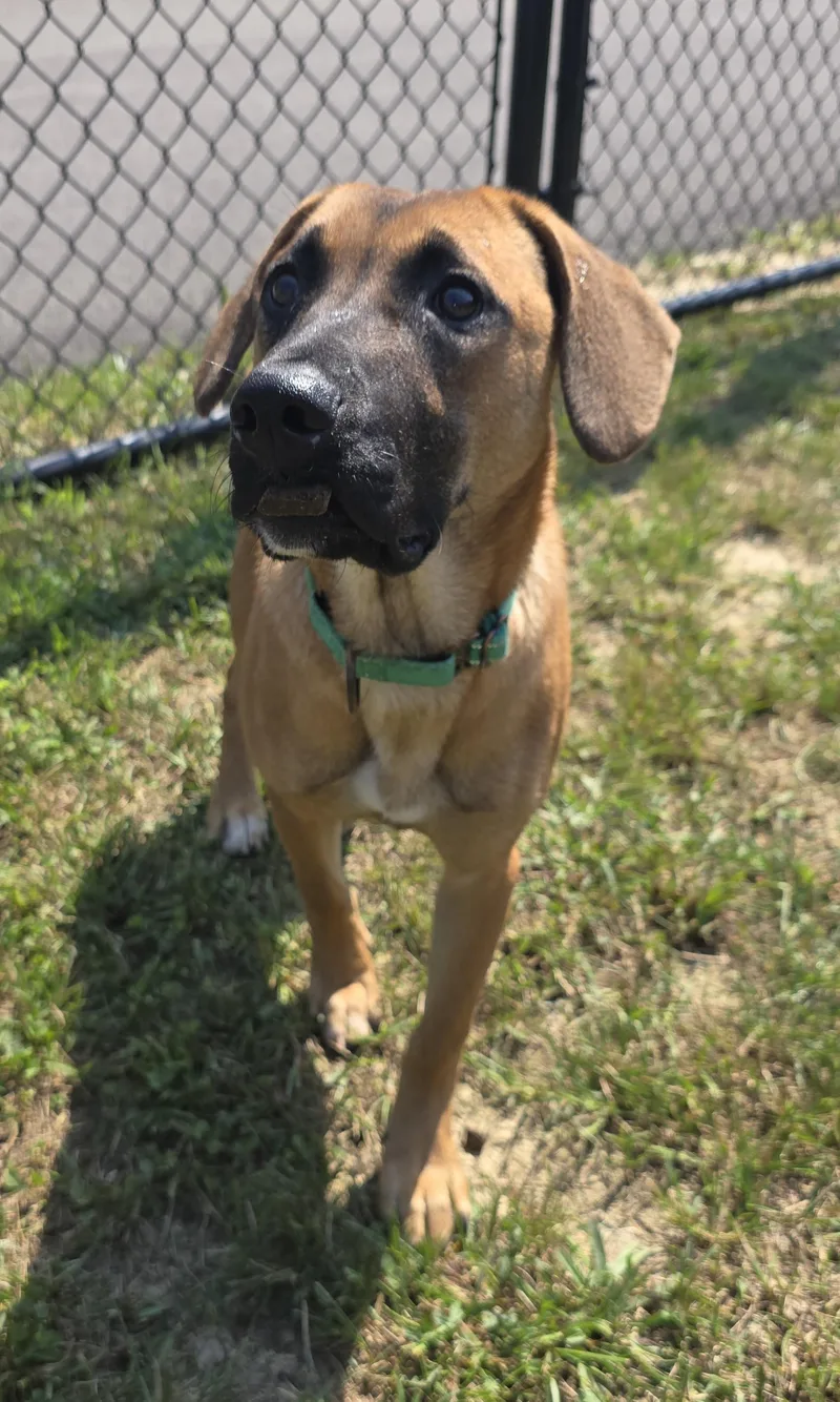 A young medium-sized female Mountain Cur dog named Emmy for adoption in Shepherdsville, KY