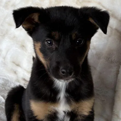 Gummybear thumbnail 2