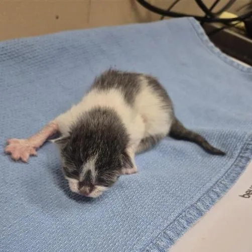 A baby small-sized female Gray / Blue / Silver Domestic Short Hair cat named Lily of the Valley for adoption in Tacoma, WA