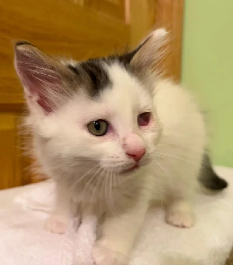 A baby small-sized male Black & White / Tuxedo Domestic Long Hair cat named Leroy for adoption in Dorr, MI