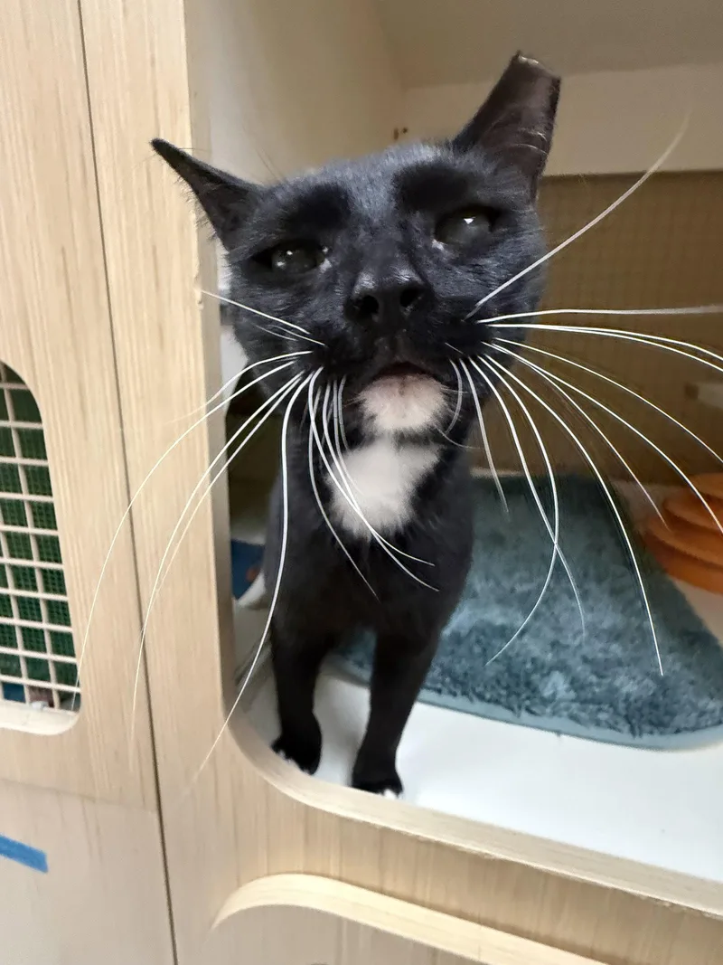 A young small-sized female Tuxedo cat named Cosmo Napa petco for adoption in Napa, CA