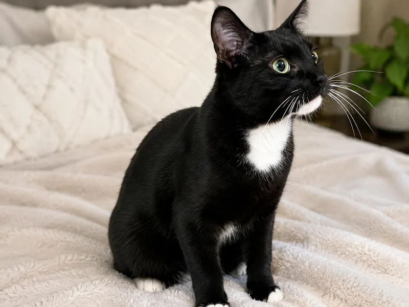 Cosmo Napa petco thumbnail 2