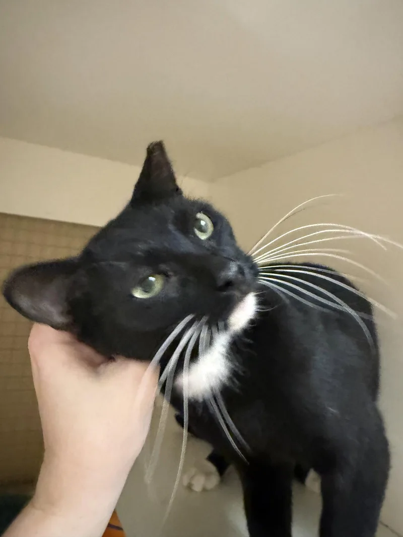 Cosmo Napa petco thumbnail 3
