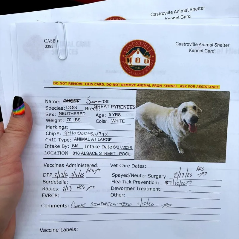 An adult large-sized male White / Cream German Shepherd Dog dog named Sammie for adoption in Austin, TX