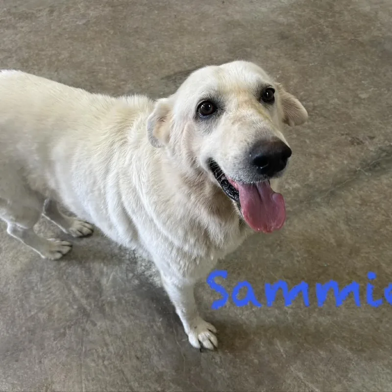 Sammie thumbnail 2
