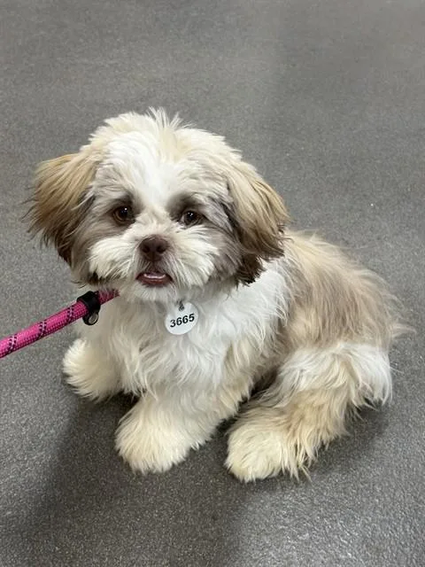 A young small-sized male Shih Tzu dog named Ozzie for adoption in Upper Marlboro, MD