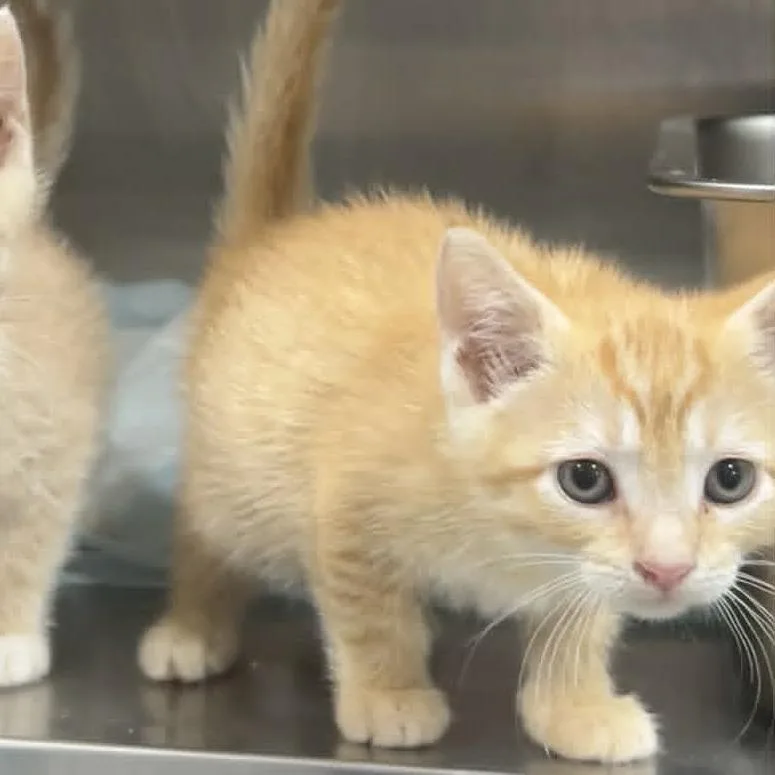 A baby small-sized female Orange / Red Domestic Short Hair cat named Penny for adoption in Manheim, PA