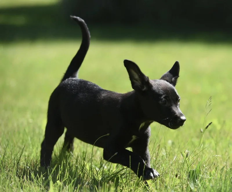 A baby large-sized female German Shepherd Dog dog named Ocean for adoption in Mechanicsburg, PA