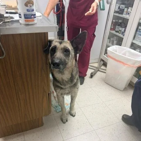An adult large-sized female German Shepherd Dog dog named FiFi for adoption in Long Beach, CA