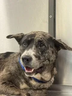 A young medium-sized male Australian Shepherd dog named Cyrus for adoption in Miami, FL