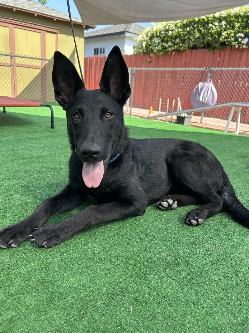 A young medium-sized female Black German Shepherd Dog dog named Susi for adoption in Burbank, CA