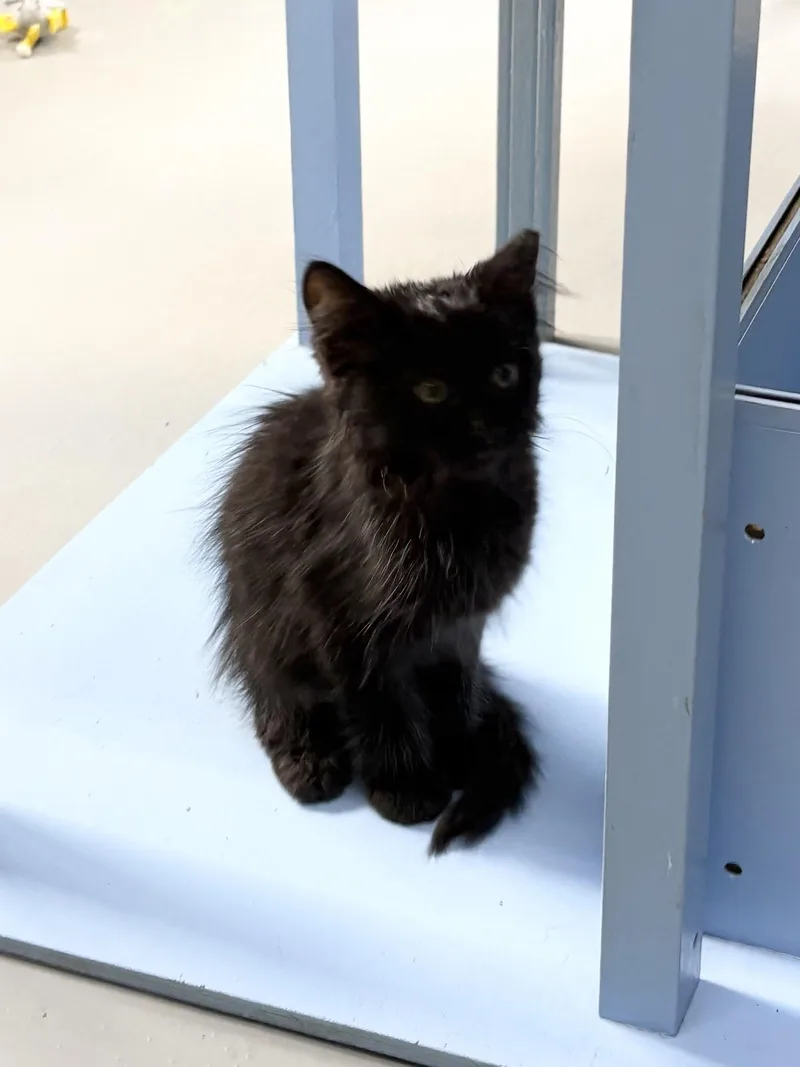 Binx