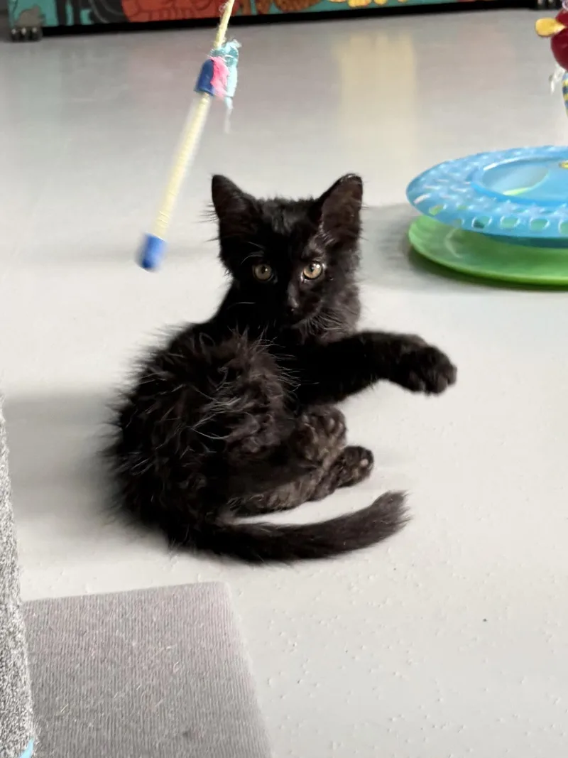 Binx thumbnail 2
