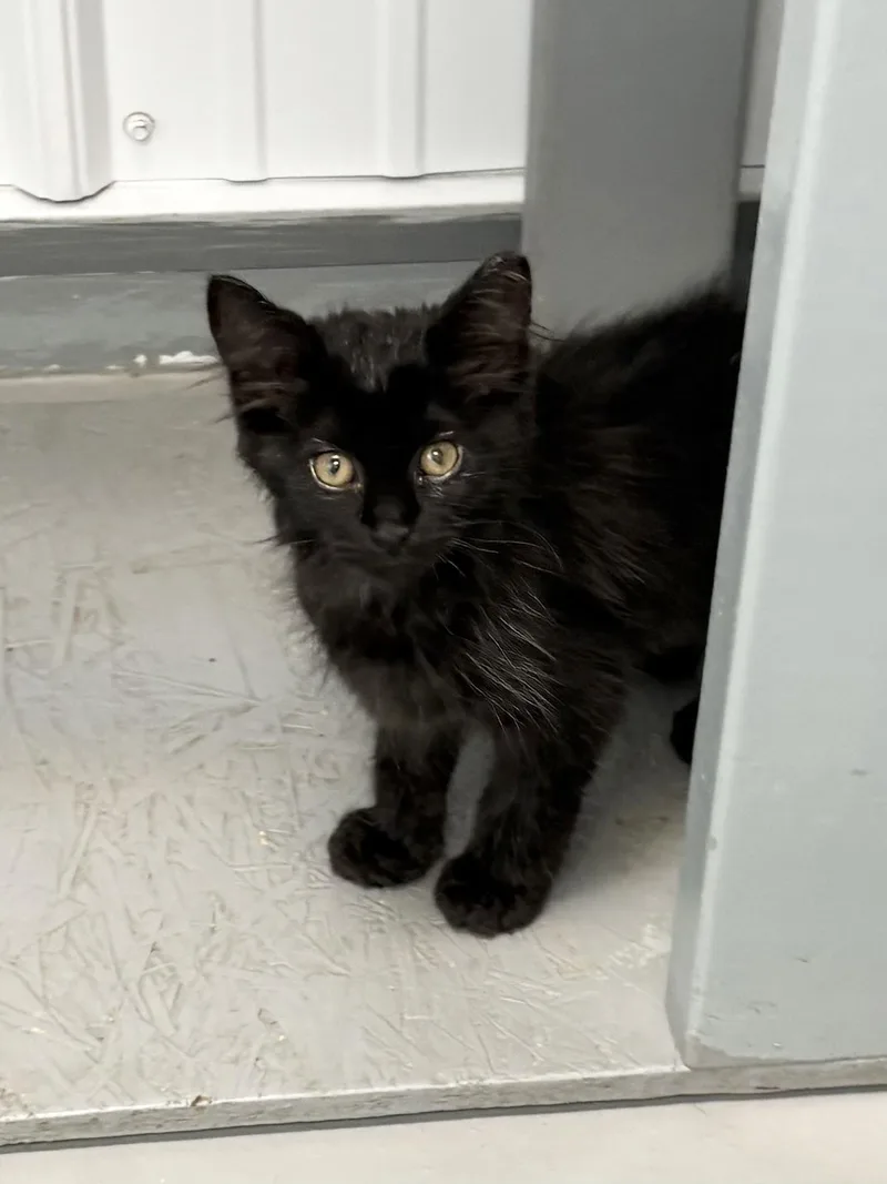 Binx thumbnail 3