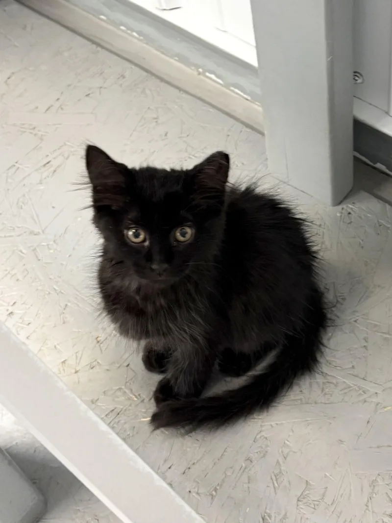 Binx thumbnail 4