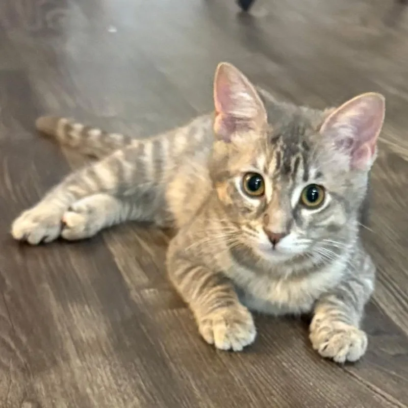 A baby medium-sized female Gray / Blue / Silver Domestic Short Hair cat named Cosmo for adoption in Flower Mound, TX