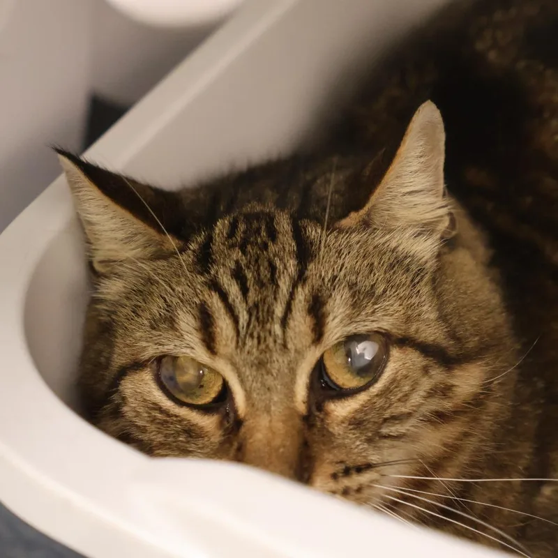 A young medium-sized female Brown / Chocolate Domestic Short Hair cat named Mae for adoption in Briarcliff Manor, NY