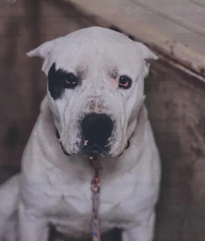 An adult extra large-sized male White / Cream Dogo Argentino dog named Diego + for adoption in Fort Madison, IA