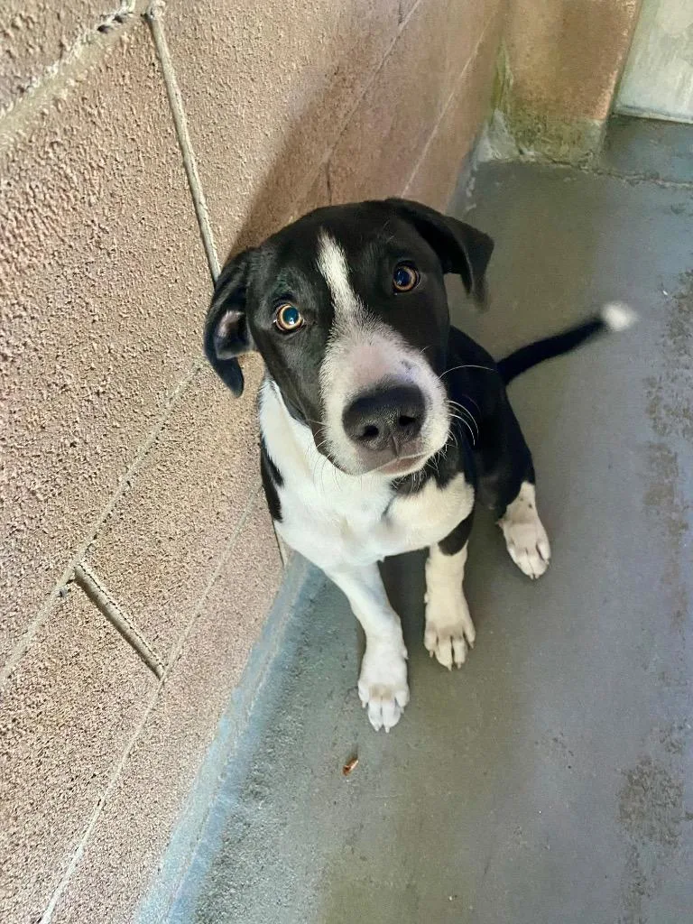 A baby large-sized female Pointer dog named Wren for adoption in Chico, CA