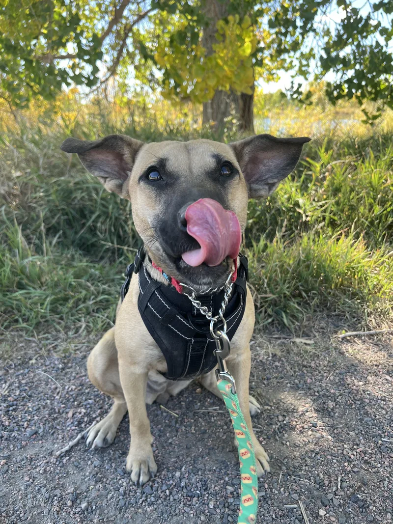 An adult medium-sized female Black Mouth Cur dog named Puzzle for adoption in Longmont, CO
