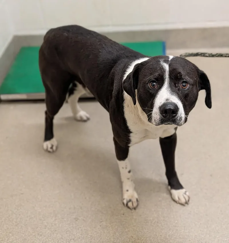 An adult medium-sized male Black Border Collie dog named Shifty for adoption in Mount Vernon, OH