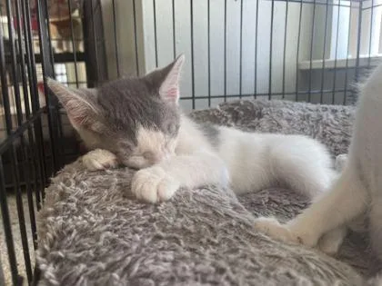 A young small-sized female Domestic Short Hair cat named Rachel for adoption in Baton Rouge, LA