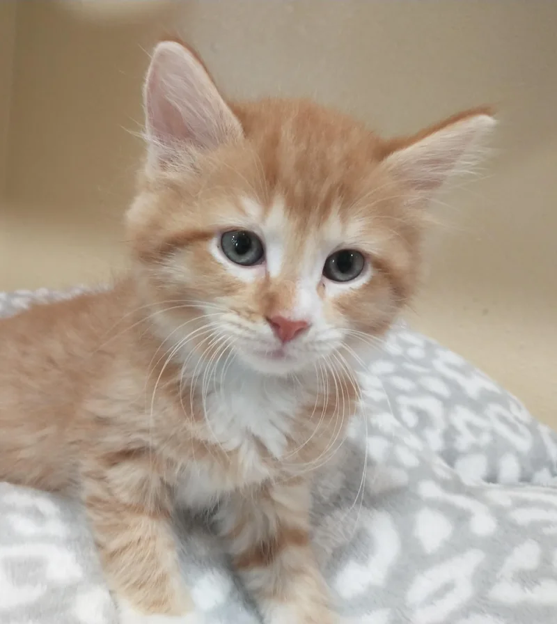 A baby medium-sized male Orange & White Domestic Medium Hair cat named Deford for adoption in Tomah, WI