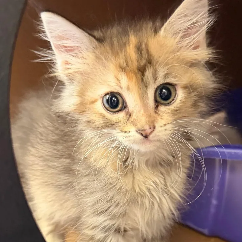 A baby small-sized female Calico Domestic Long Hair cat named Juliet for adoption in Middlebury, VT