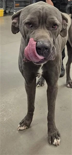 An adult large-sized male Cane Corso dog named Steele for adoption in Phoenix, AZ