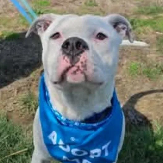 An adult large-sized male White / Cream American Bulldog dog named Hopsin for adoption in Normal, IL
