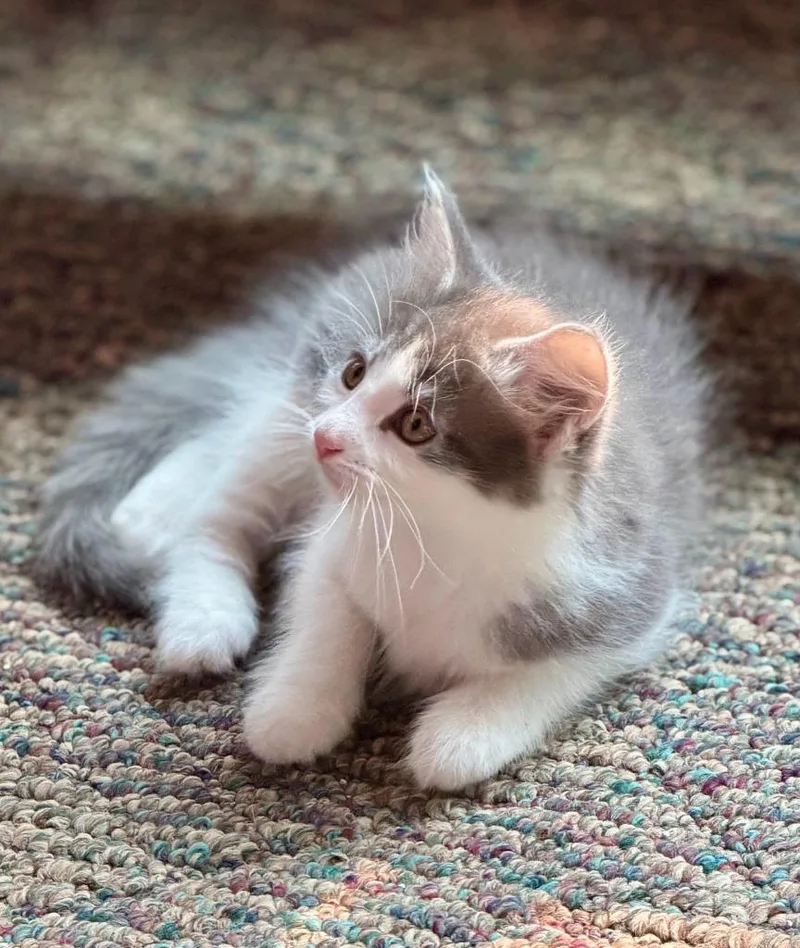 A baby medium-sized male Domestic Short Hair cat named Grey for adoption in Windsor, CT