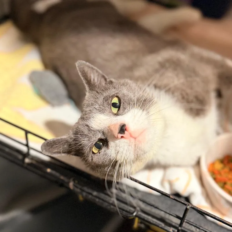 An adult large-sized male Gray / Blue / Silver Domestic Short Hair cat named Titan for adoption in Mount Laurel, NJ