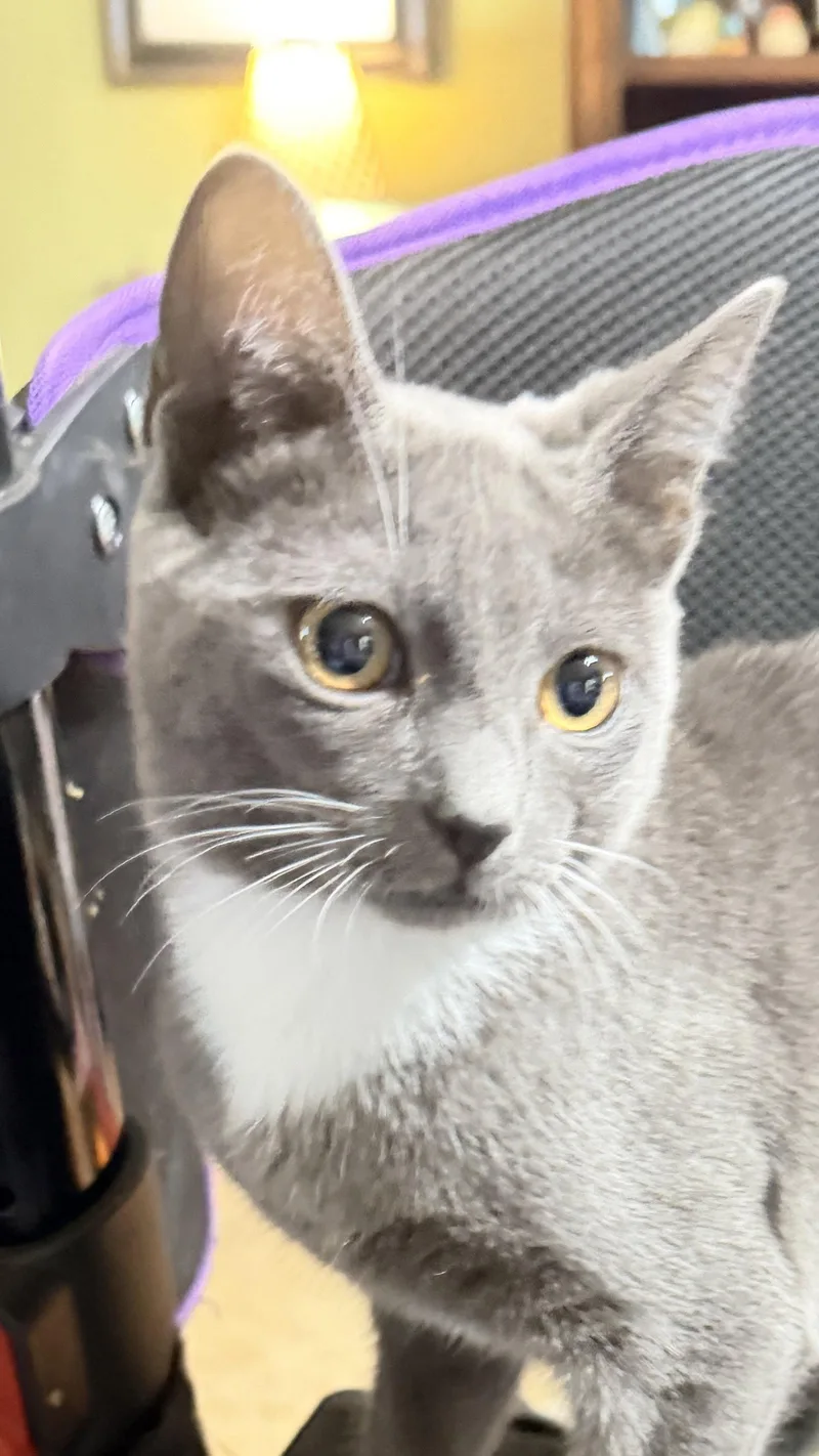 A young medium-sized female Gray & White Tuxedo cat named Cassie for adoption in Cypress, TX
