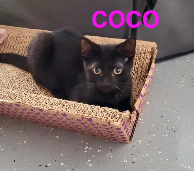Coco