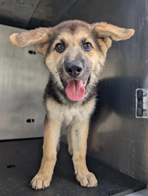 A baby small-sized male German Shepherd Dog dog named Shipley for adoption in San Antonio, TX