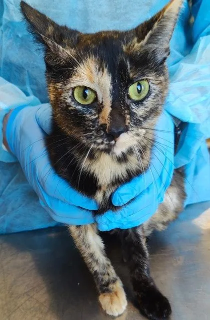 An adult medium-sized female Domestic Short Hair cat named Octavia for adoption in Lafayette, IN