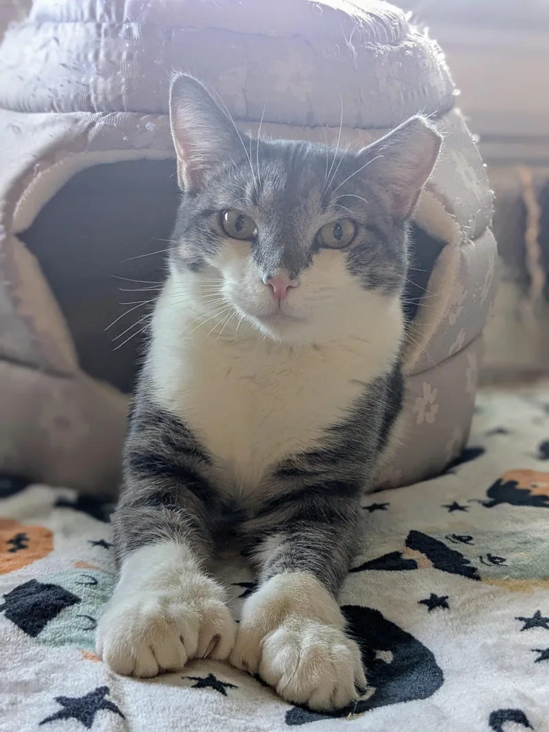 A young medium-sized male Gray & White Domestic Short Hair cat named Lotto for adoption in Newburgh, NY