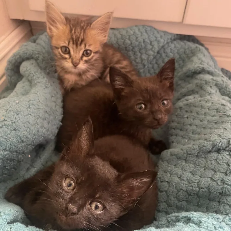 A baby small-sized female Black Domestic Short Hair cat named Phasma for adoption in Westminster, CA