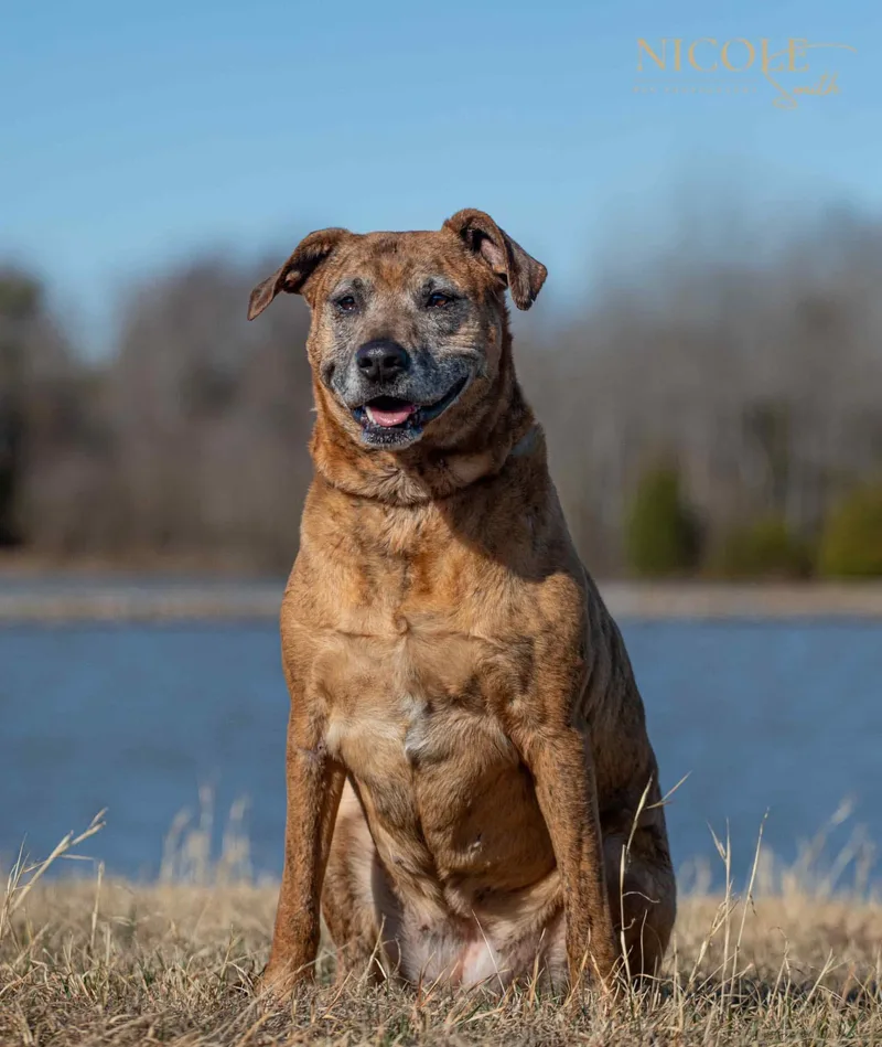 A senior medium-sized female Mixed Breed dog named Athena for adoption in Greenville, KY