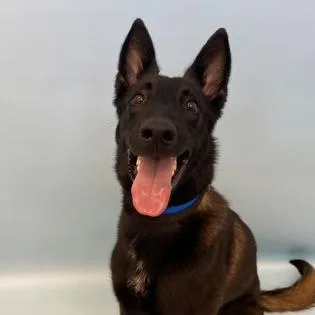A young medium-sized male Belgian Shepherd / Malinois dog named Kodak D for adoption in Princeton, MN