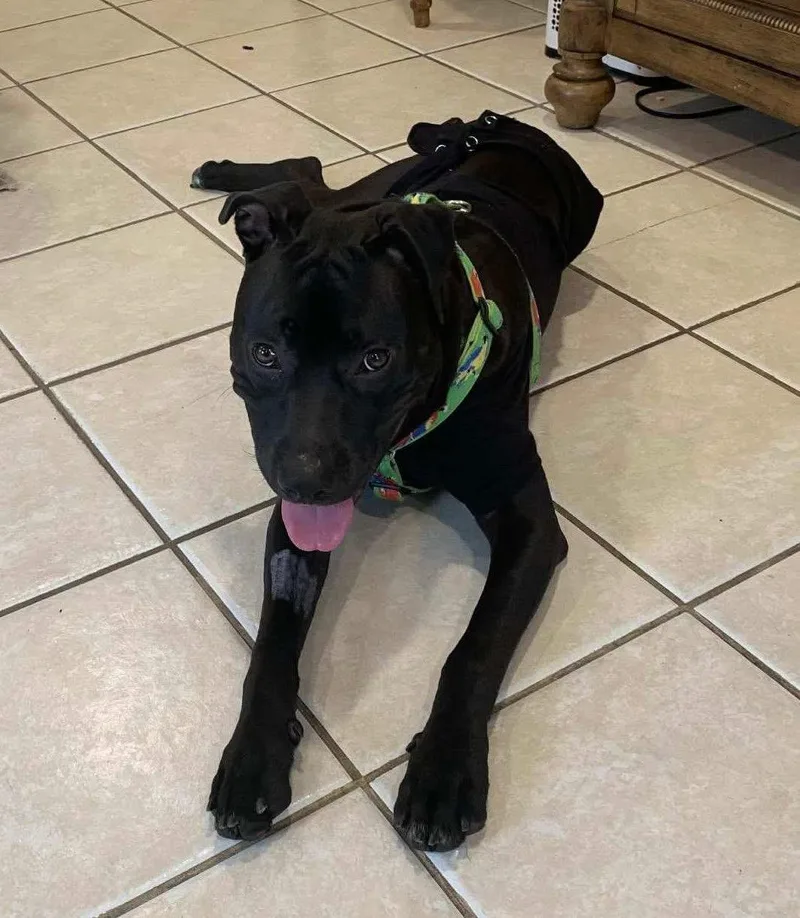 A young medium-sized male Black Blue Lacy dog named Peter for adoption in Milford, MA