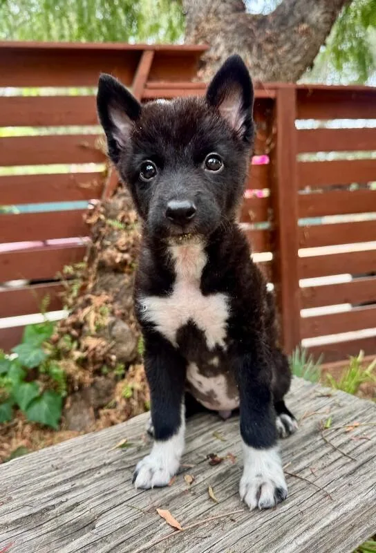 A young medium-sized female Black Schipperke dog named Priya for adoption in Valley Village, CA