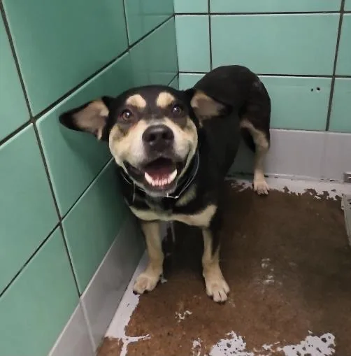 A young medium-sized male Rottweiler dog named A for adoption in Houston, TX
