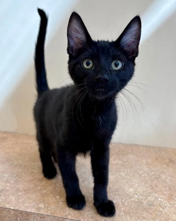 A baby small-sized male Domestic Short Hair cat named Windmill for adoption in Novato, CA