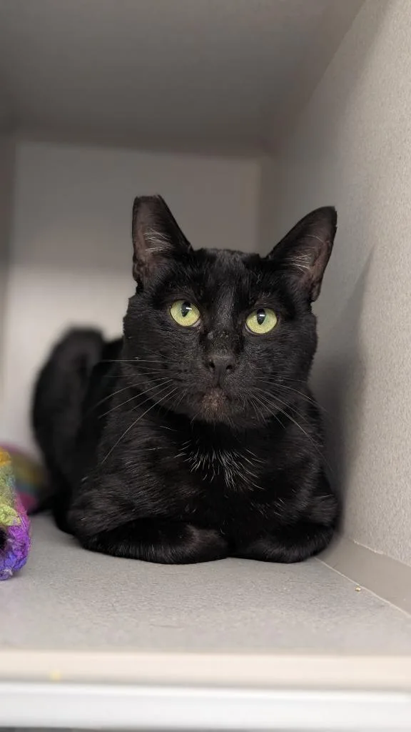 A young medium-sized male Domestic Short Hair cat named Cthulhu Clarkston for adoption in Shoreline, WA
