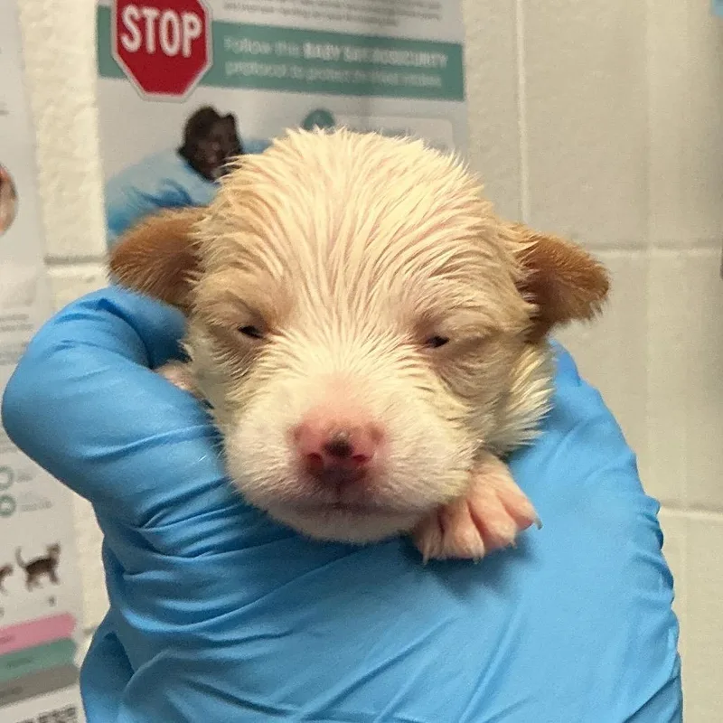 A baby small-sized female Mixed Breed dog named Holiday for adoption in Asheville, NC