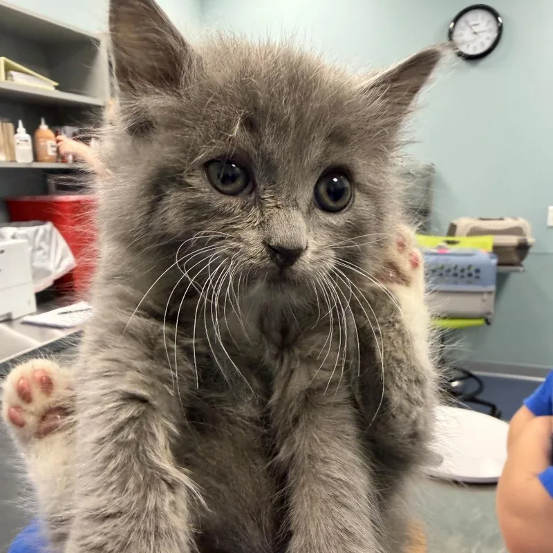 A baby small-sized male Gray / Blue / Silver Domestic Medium Hair cat named Cutie Patootie for adoption in Greensboro, NC