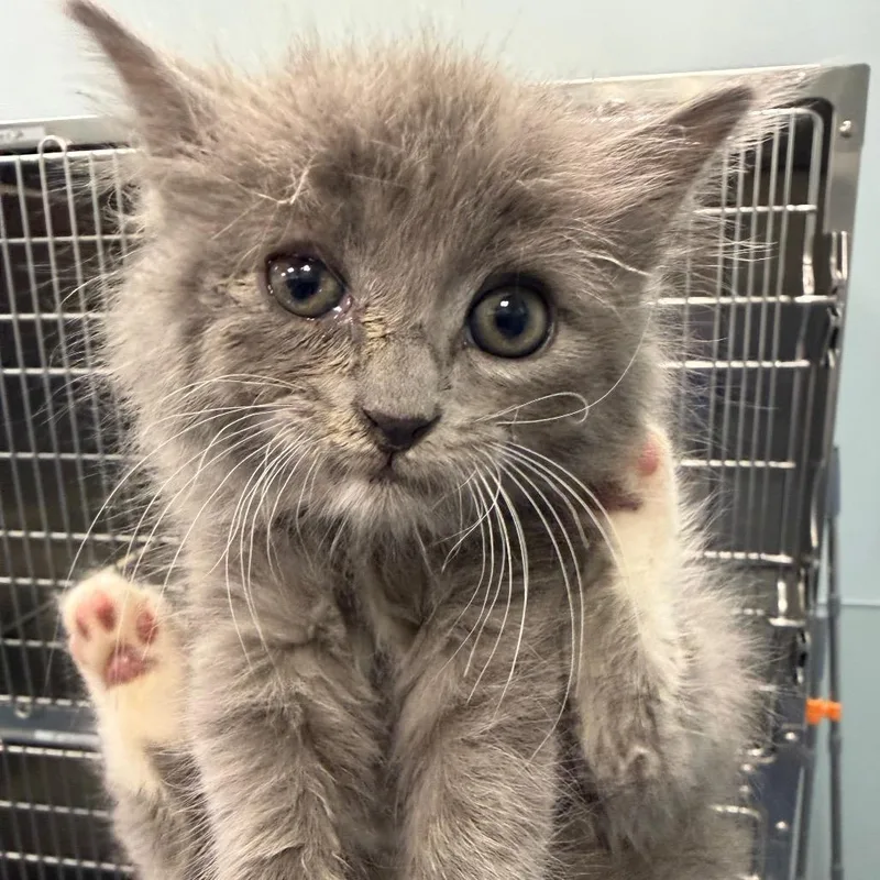 Cutie Patootie thumbnail 2